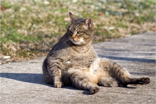cat